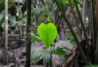 Vallée de Mai - PRASLIN Seychellerna 2015