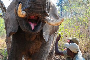 Hazyview, hem för föräldralösa elefanter - MPUMALANGA Sydafrika 2013