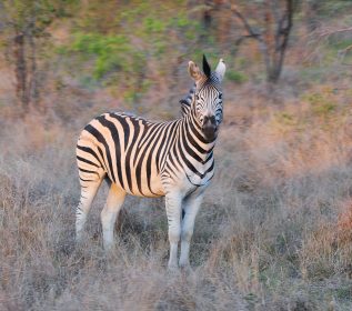 Zebra - KRUGERPARKEN Sydafrika 2013