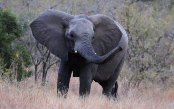 Elefant - KRUGERPARKEN Sydafrika 2013