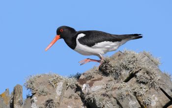 Strandskata - SHETLANDSÖARNA England 2016