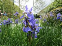 Chelsea Flower Show - LONDON England 2014