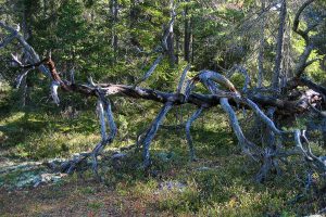 Tyresta Nationalpark - HANINGE Stockholm 2004