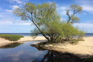 Haväng och Vitemölla strandbackars naturreservat - Österlen 2020